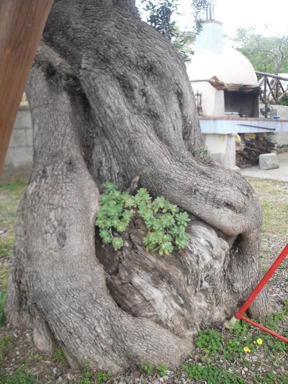Appartamento Maremontagna Cardedu Exterior foto